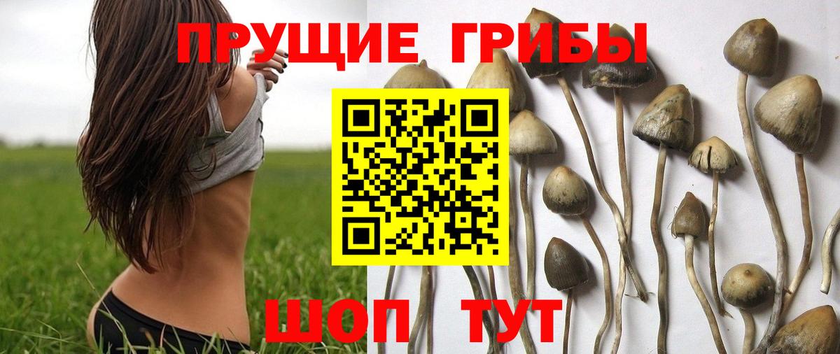 Верхняя Салда  Псилоцибиновые грибы MAGIC MUSHROOMS  Вход с VPN 